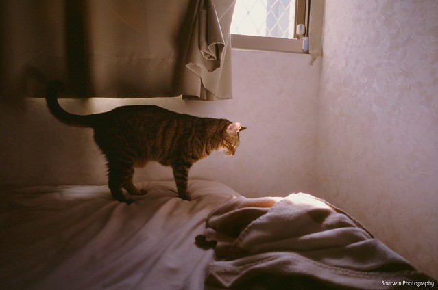 [Ricoh GR1] 卷24